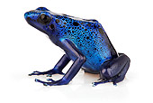 FRG 01 MH0001 01
Blue Poison Dart Frog Sitting On White Seamless
