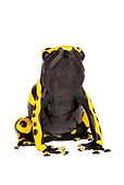 FRG 01 MH0002 01
Yellow-Banded (aka Bumblebee or Yellow-Headed) Poison Dart Frog Sitting On White Seamless