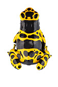 FRG 01 MH0003 01
Yellow-Banded (aka Bumblebee or Yellow-Headed) Poison Dart Frog Sitting On White Seamless