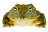 FRG 01 MH0004 01
African Bullfrog Sitting On White Seamless