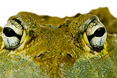 FRG 01 MH0005 01
Close-Up Of African Bullfrog Sitting On White Seamless