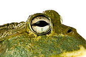 FRG 01 MH0006 01
Close-Up Of African Bullfrog Sitting On White Seamless