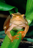 FRG 01 MH0007 01
Arum Lily Reed Frog Sitting On Leaf
