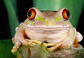 FRG 01 MH0008 01
Forest Tree Frog Sitting On Leaf