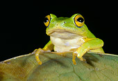 FRG 01 MH0010 01
Green Reed Frog Sitting On Leaf