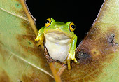 FRG 01 MH0011 01
Green Reed Frog Sitting On Leaf