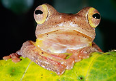 FRG 01 MH0012 01
Close-Up Of Wallace's Flying Frog Sitting On Leaf