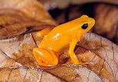 FRG 01 MH0014 01
Golden Mantella Frog Sitting On Wet Leaves Madagascar