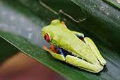 FRG 01 NE0001 01
Red-Eyed Tree Frog Sitting On Leaf Costa Rica