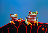 FRG 01 RK0010 10
Red Eyed Tree Frogs (Agalychis Callidryas) Sitting On Top  Of Red And Black Leaf Blue Background