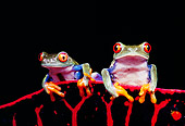 FRG 01 RK0011 02
Red-Eyed Treefrogs Sitting On Red Leaf