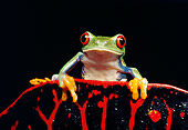 FRG 01 RK0012 04
A Red Eye Tree Frog Sitting On Top Of Red Leaf
