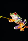 FRG 01 RK0019 03
Red Eye Tree Frog Hanging Onto Twig