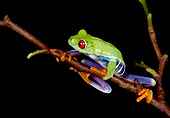 FRG 01 RK0019 35
Red Eye Tree Frog Hanging Onto Twig