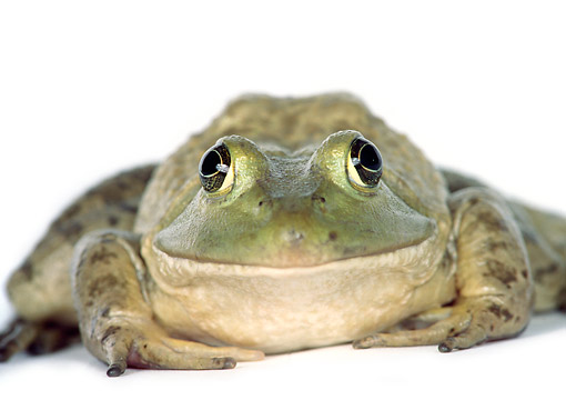FRG 01 RK0025 03
Bullfrog Sitting On Seamless Paper Front View