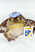 FRG 01 RK0028 01
Bullfrog With Ice Bag On Head