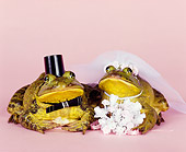 FRG 01 RK0050 19
Two Frogs Dressed In Bride And Groom Costume On Pink Seamless Studio