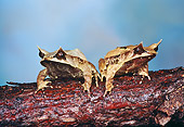 FRG 01 RK0057 03
Malaysian Leaf Frogs On Branch
