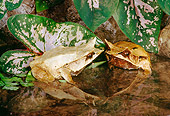 FRG 01 RK0058 01
Two Malaysian Leaf Frogs (Megaphrys Nausuta) In Water By Plants