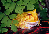 FRG 01 RK0070 06
Argentine Horn Frog (Ceratophrys Ornata) Sitting On Leaf On Pond
