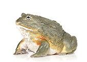 FRG 01 RK0074 01
African Bullfrog On White Seamless