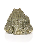 FRG 01 RK0075 01
African Bullfrog Rear Shot On White Seamless