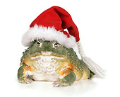 FRG 01 RK0076 01
African Bullfrog Wearing Santa Hat