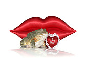 FRG 01 RK0078 01
African Bullfrog Sitting By Red Lips And Heart On White Seamless
