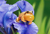 FRG 01 TK0048 01
Spring Peeper Sitting On Blue Iris Croaking