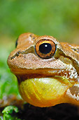 FRG 01 TK0049 01
Head Shot Of Pacific Tree Frog Croaking