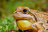 FRG 01 TK0050 01
Head Shot Of Pacific Tree Frog Croaking