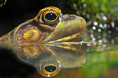 FRG 01 TK0051 01
Head Shot Of Northern Green Frog In Water
