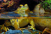FRG 01 TK0052 01
Northern Green Frog Sitting In Shallow Water