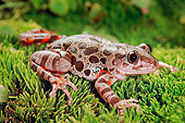 FRG 01 TK0053 01
Red-Legged Running Frog Sitting On Grass