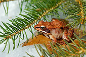 FRG 01 TK0054 01
Wood Frog Sitting On Leaf Under Pine Tree On Snow