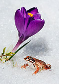 FRG 01 TK0055 01
Wood Frog Sitting On Snow By Crocus