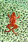 FRG 01 TK0056 01
Wood Frog Sitting On Egg Mass