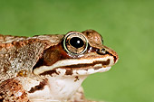 FRG 01 TK0057 01
Head Shot Of Wood Frog