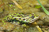 FRG 01 TK0058 01
Northern Leopard Frog Sitting In Pond
