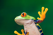 FRG 01 TK0059 01
Close-Up Of Red-Eyed Tree Frog Sitting On Glass