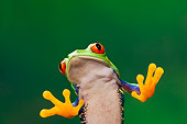 FRG 01 TK0060 01
Close-Up Of Red-Eyed Tree Frog Sitting On Glass