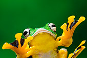 FRG 01 TK0061 01
Close-Up Of Blue-Webbed Gliding Tree Frog Sitting On Glass