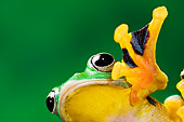 FRG 01 TK0062 01
Close-Up Of Blue-Webbed Gliding Tree Frog Sitting On Glass