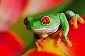 FRG 01 TK0063 01
Red-Eyed Tree Frog Sitting On Tropical Flower