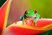 FRG 01 TK0064 01
Red-Eyed Tree Frog Sitting On Tropical Flower