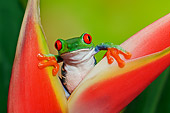 FRG 01 TK0065 01
Red-Eyed Tree Frog Climbing On Tropical Flower