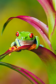 FRG 01 TK0066 01
Red-Eyed Tree Frog Sitting On Tropical Plant