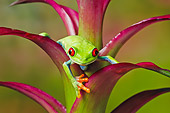 FRG 01 TK0067 01
Red-Eyed Tree Frog Climbing On Tropical Flower