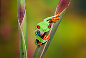 FRG 01 TK0068 01
Red-Eyed Tree Frog Climbing On Tropical Flower