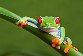 FRG 01 TK0069 01
Red-Eyed Tree Frog Clinging To Stem